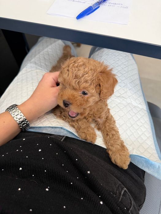 Продам мальтипу F1