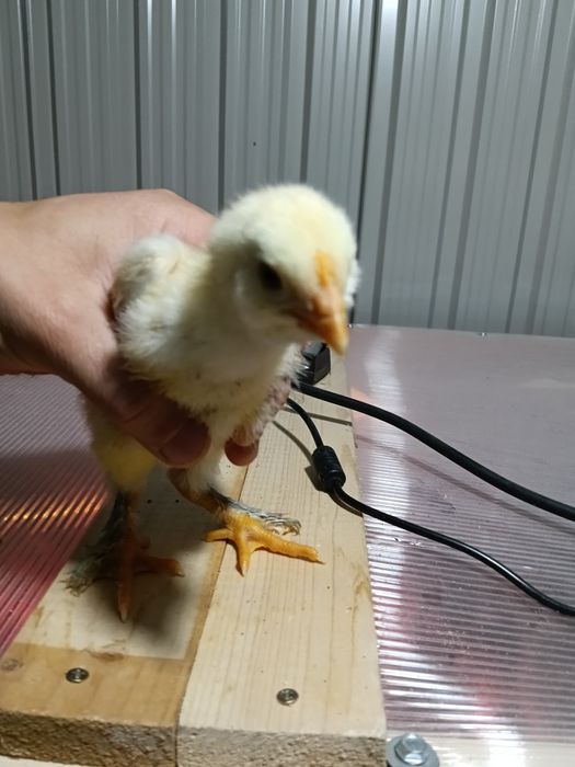 Pui moțați bărboși frezați incaltati+ pereche marans