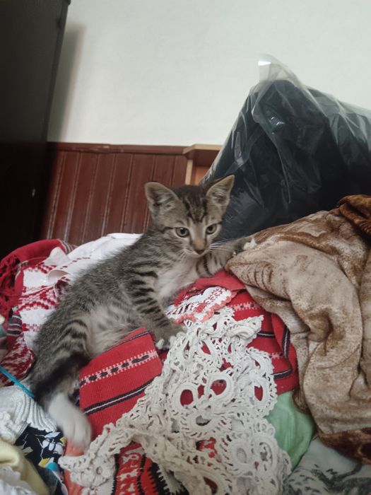 Ofer spre adopție 3 pisicuțe dragalase