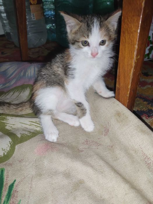 Mushuk hadiya qilaman