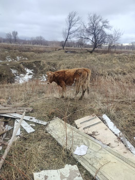 Еки 1 жас бызаулар
