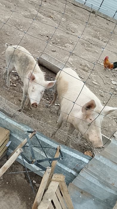 Продам свиней и кобана