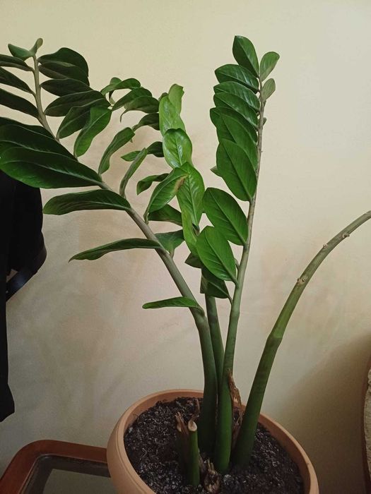 Продается цветок