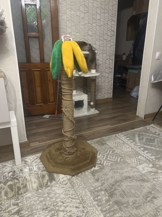 Пальма- когтеточка