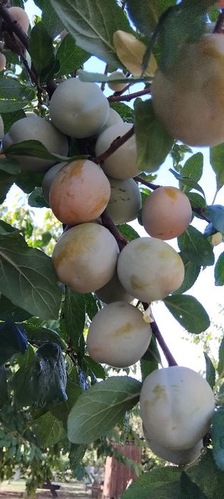 Prune Bio de gradina diverse soiuri