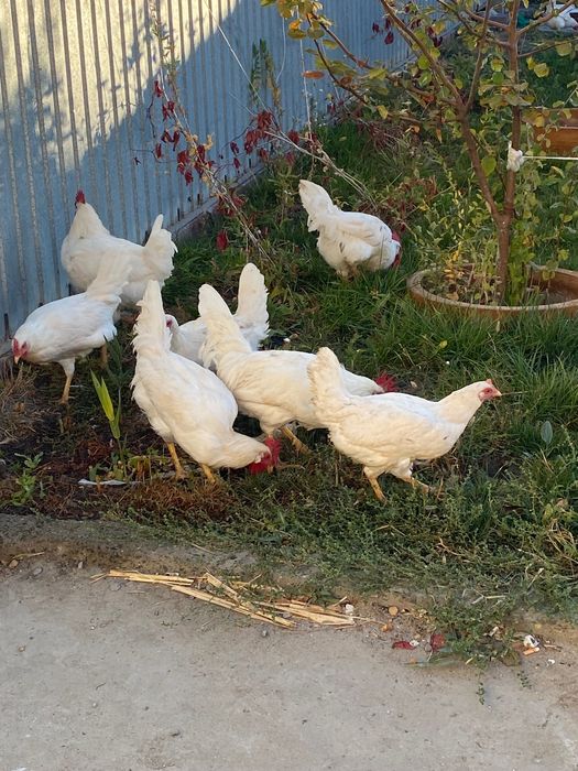 Курица птица продается