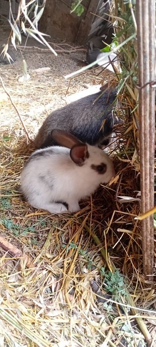 Oq qora quyon bolalari sotiladi