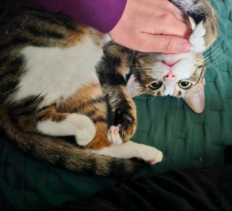 Pet Sitter București. Extra cuddles included