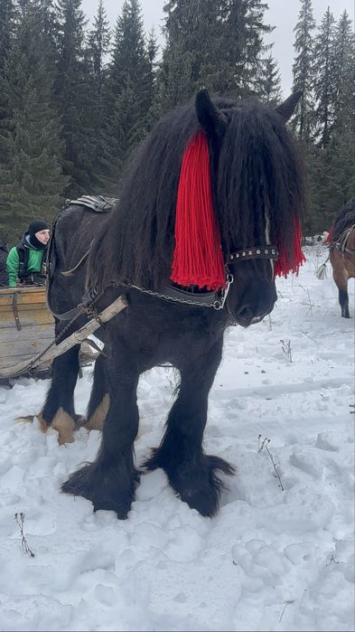 Ofer super armasar pt reproductie din rasa BELGIAN TREKPAARD