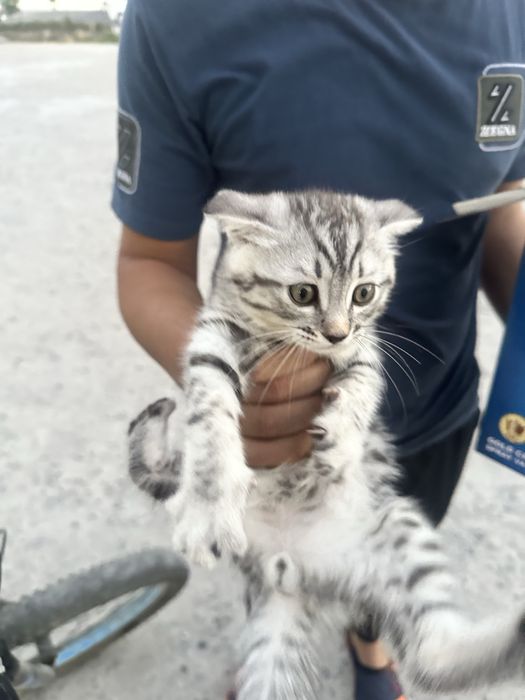 Scotish fold chichila