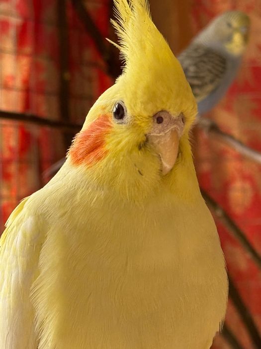 Корелла_Самка (мода-ургочи)