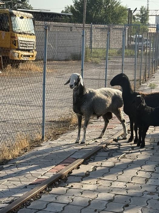 Qo’y баран. Urg’ochi bilan erkegi