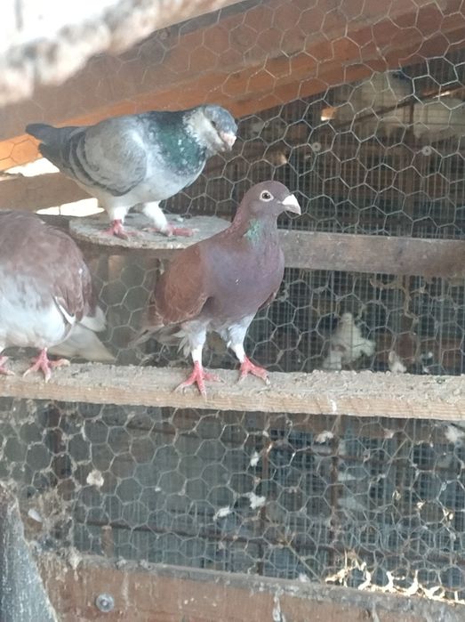 Porumbei disponibili