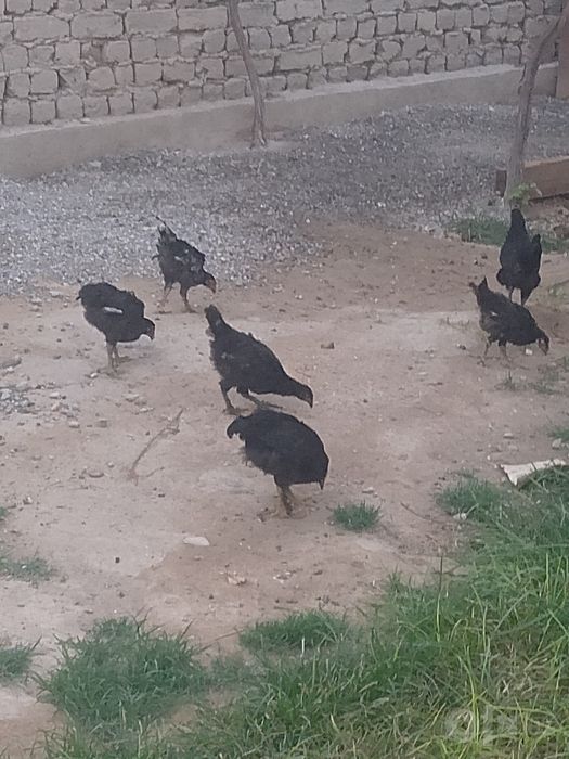 Qora jojalar 8 dona