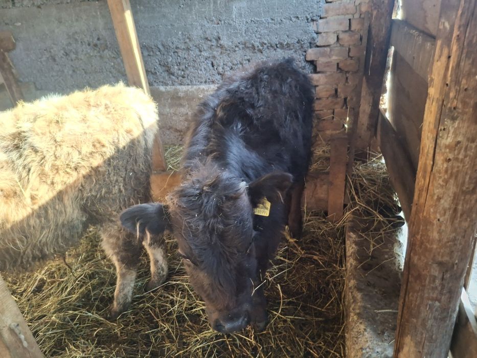 Бычки по 5 месяцев домашние