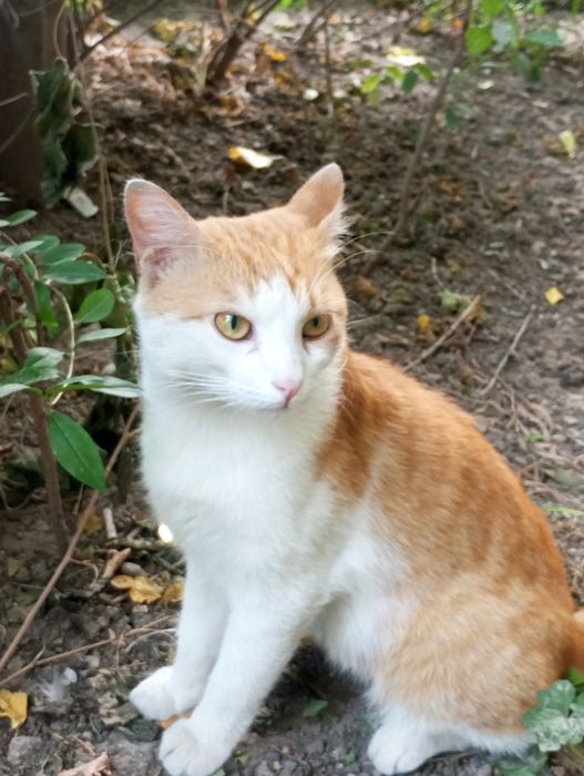 Бело рыжий котик  ищит дом