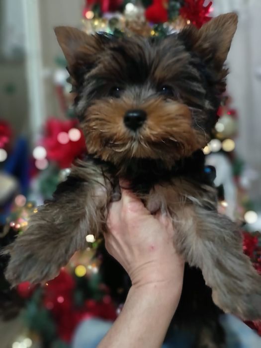 Йоркширские терьеры мальчики