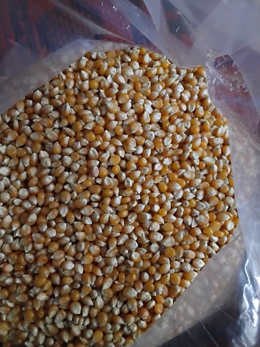 Porumb pentru floricele(popcorn) din producție proprie, fără chimicale