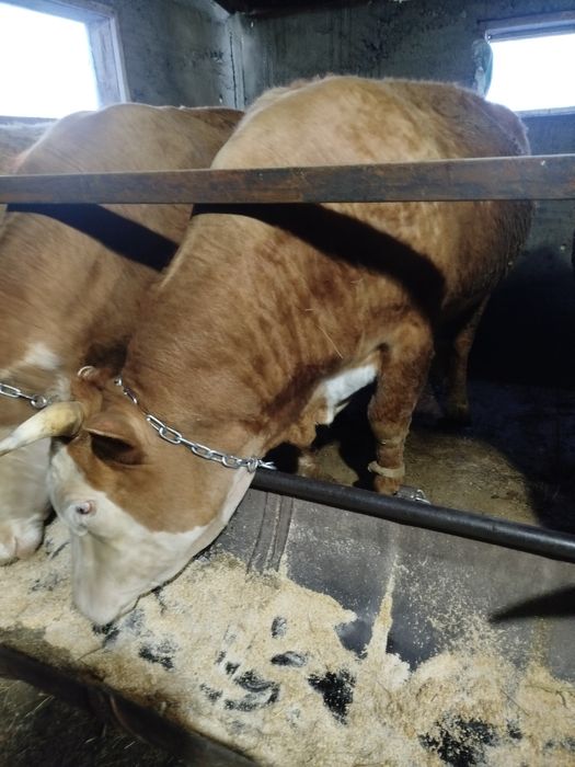 Букалар сатылады