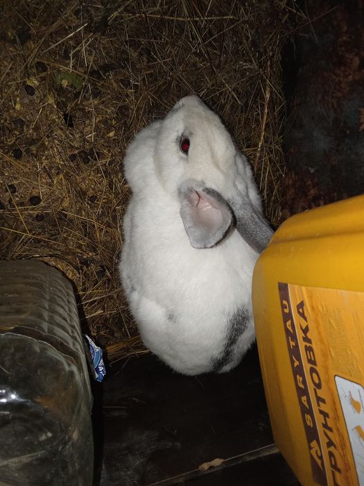 Продам самок великан