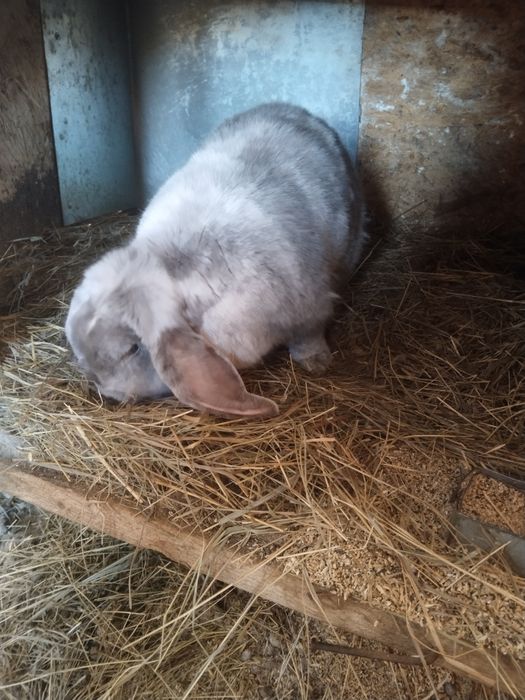 Французский барашек