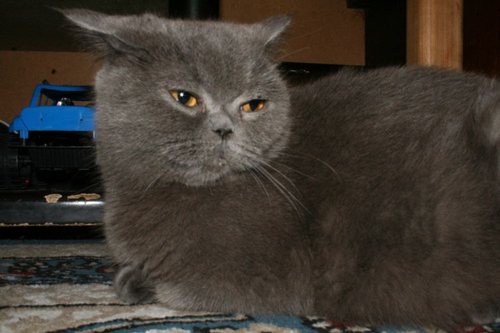 Срочно продается взрослый кот