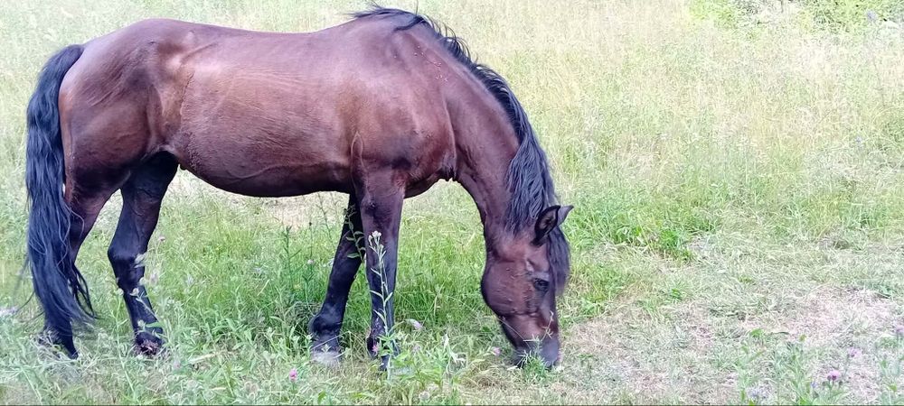 Vând iapa  in vârstă de 16 ani calul este foarte bland nu mușcă nu zvârle cu picioarele, merge si la unu si la doi calul se probează la fata locului