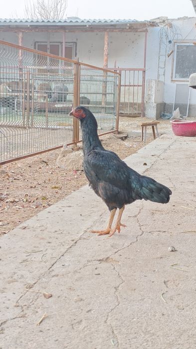 Дакан Тауык сатылады