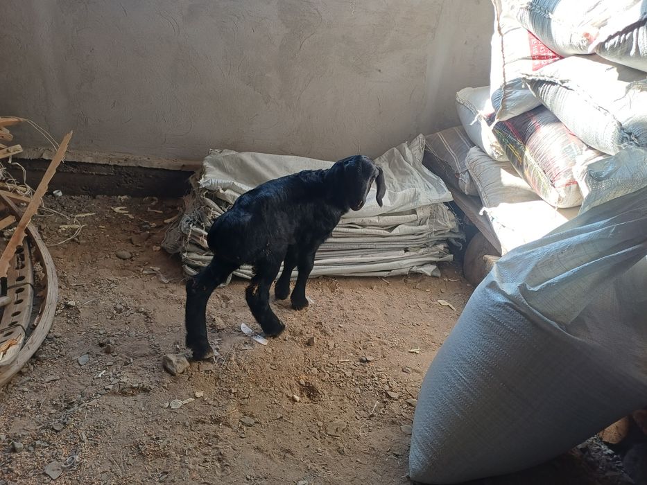 Гиссар қошқар сатылады