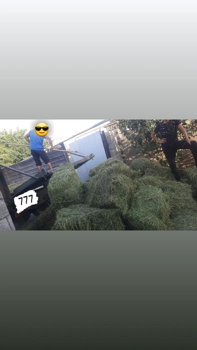 Люцерна Клевер Высший Чистый