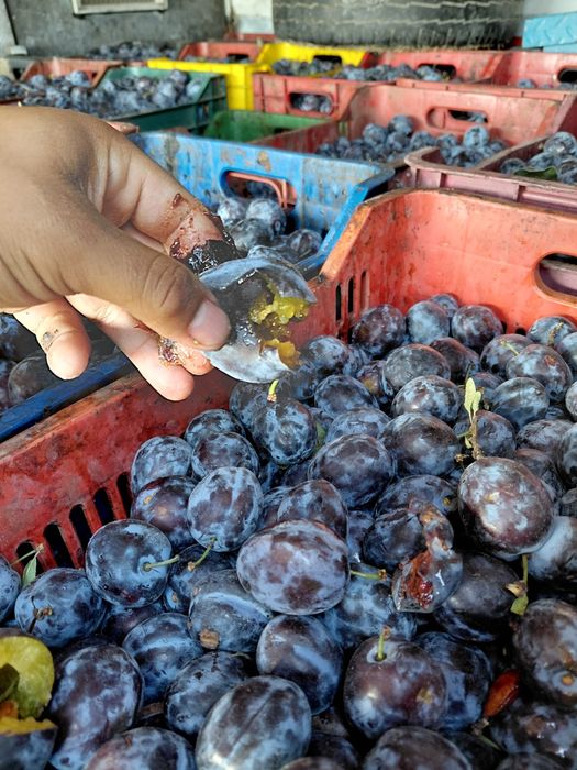 Vând prune de țuică