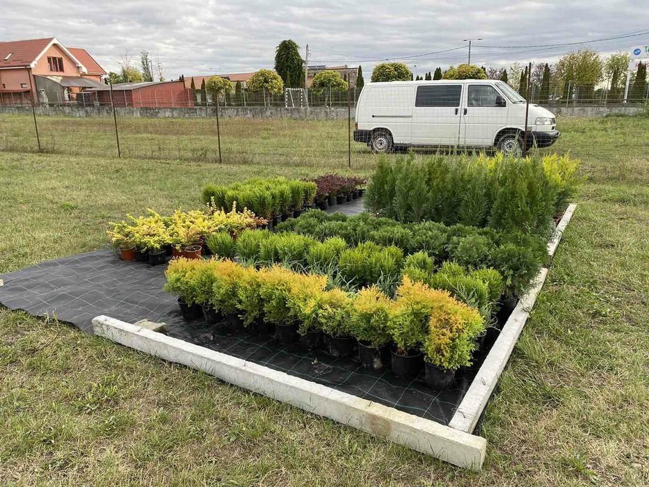 Laur Englezesc 50-70 cm Photina Red Robin / Leylandii / Gard viu