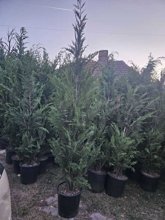 Leylandi bonzai palmieri maslin