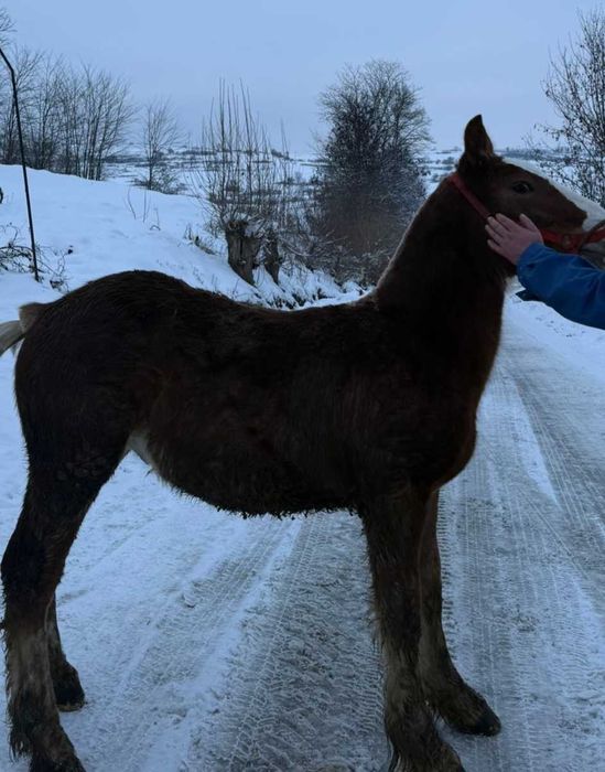 De vânzare ,mânz 7 luni.Reghin .