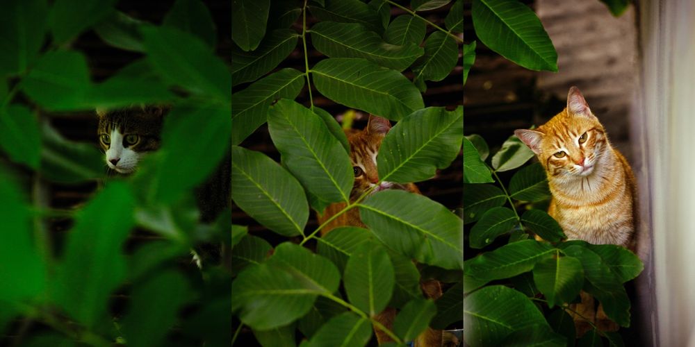 Фотограф на събития и лични фотосесии