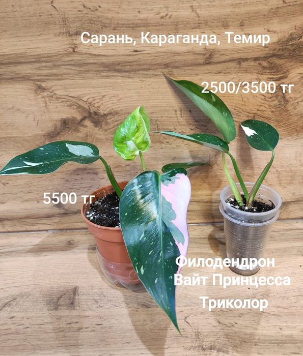 Антуриум,филодендрон