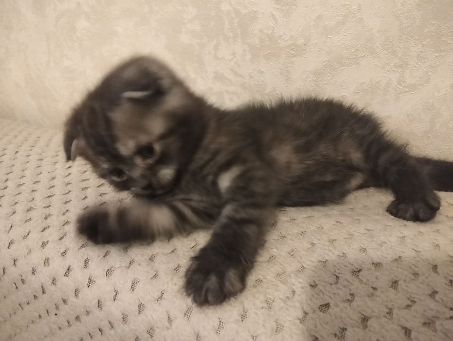 Продам котенка шотландского девочка