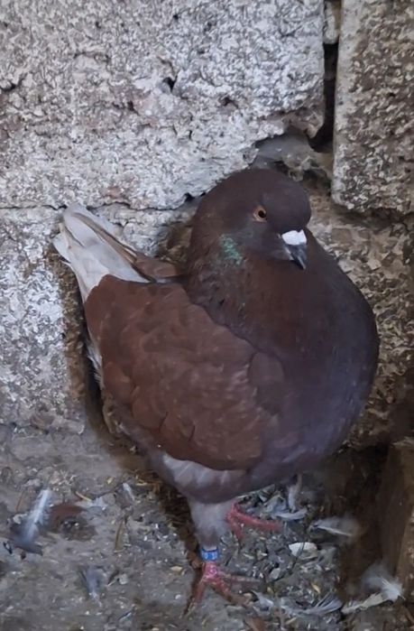 Vand o pereche de kingi si o pereche de jucători