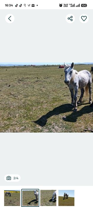 Vand sau schimb manza in varsta de 1 an de zile foarte cuminte invatata cu copii