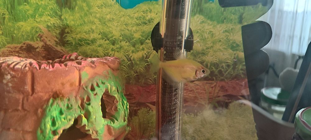 Продаются аквариумные рыбки