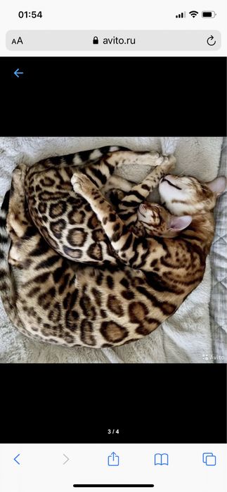 Продается Красивые бенгалы