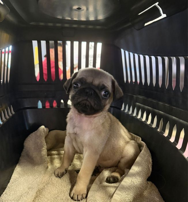 Продаю щенка Мопса