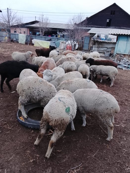 Продам баран от 60000 тенге.