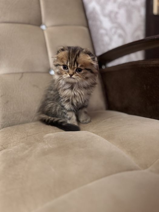 Срочно продаются котята скоттиш фолд мальчики