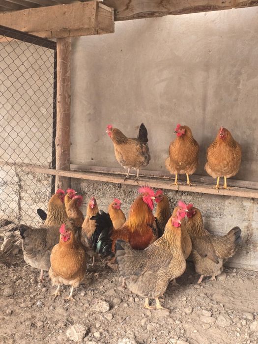 Кучин жұмыртқалары