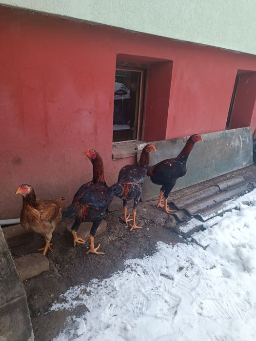 Vând cocos combatant Malaiezian