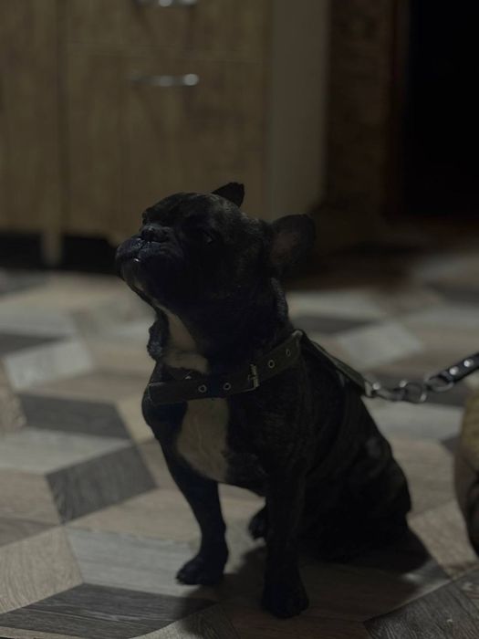 Вязка кобель французский бульдог