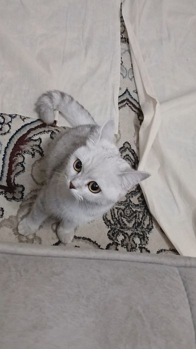 Шиншилла девочка