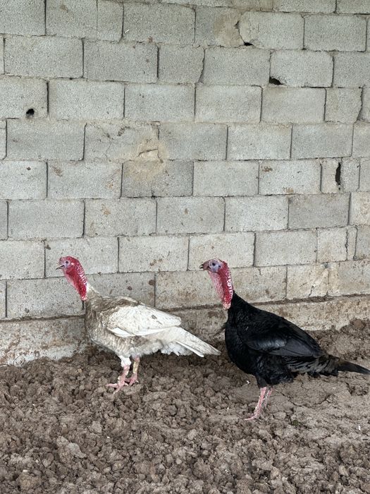 Индюк 2,3 жаста жазындар