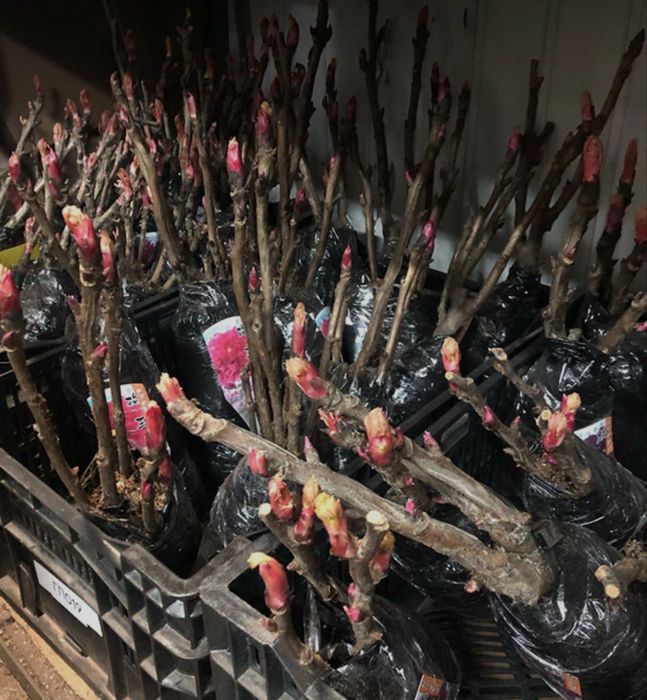 Пион древовидный 5 сортов